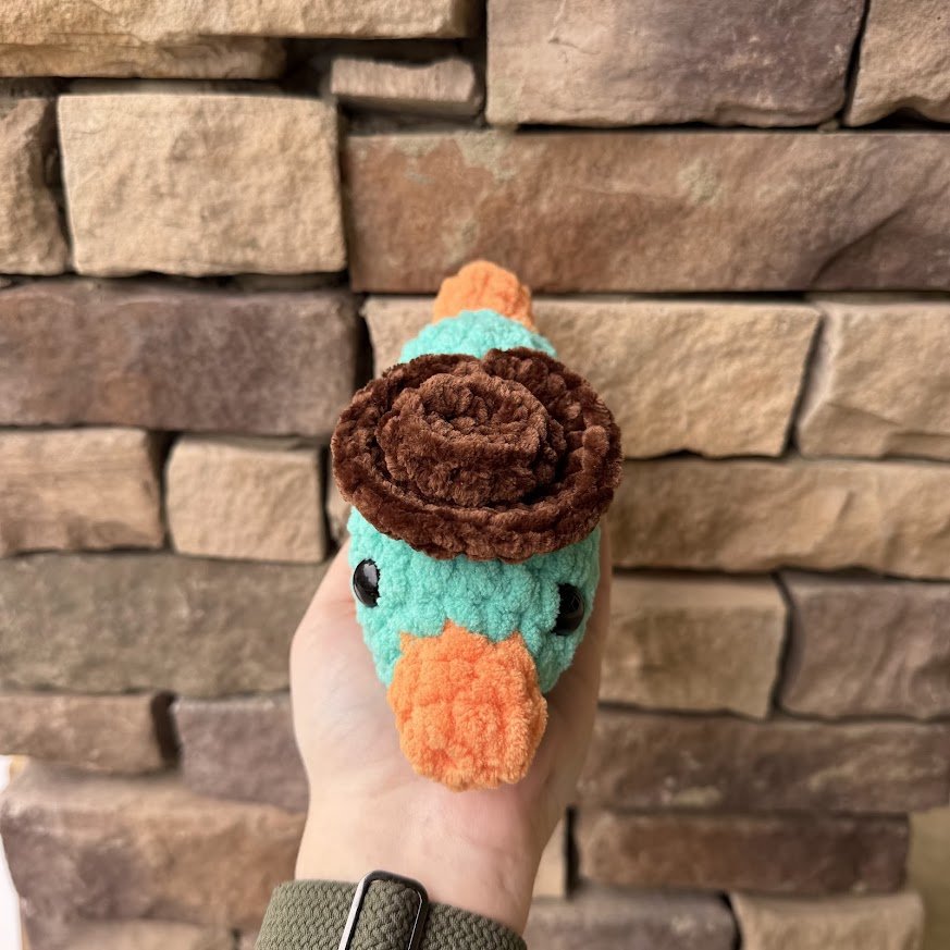 teal platy front.jpg