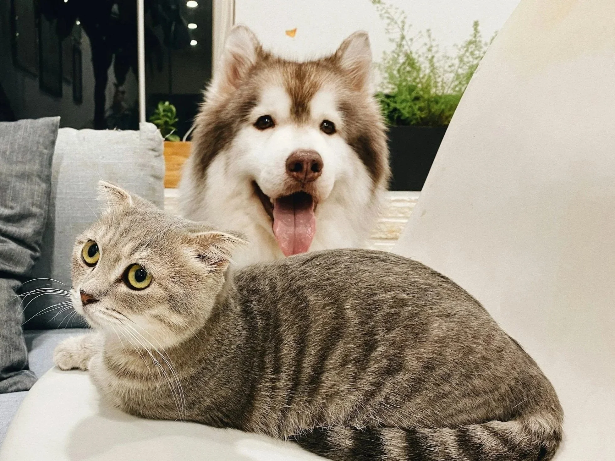 5 Signs Your Pet May Need to See a Veterinarian