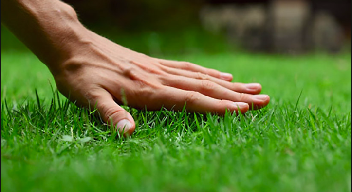BlakesHandOnGrass