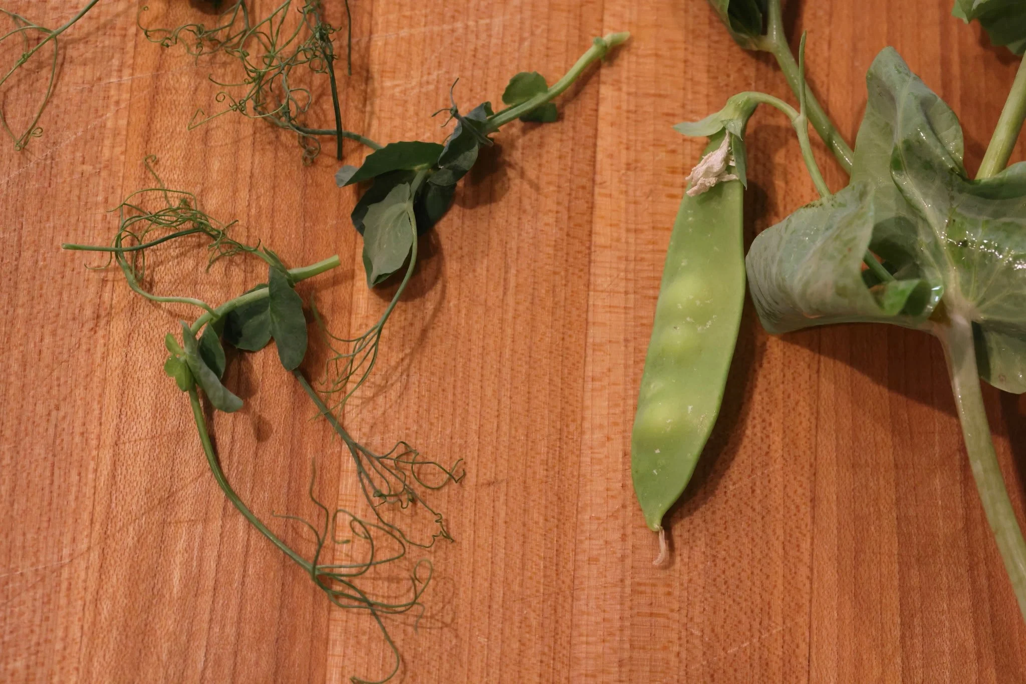 TendrilPeas3.jpeg