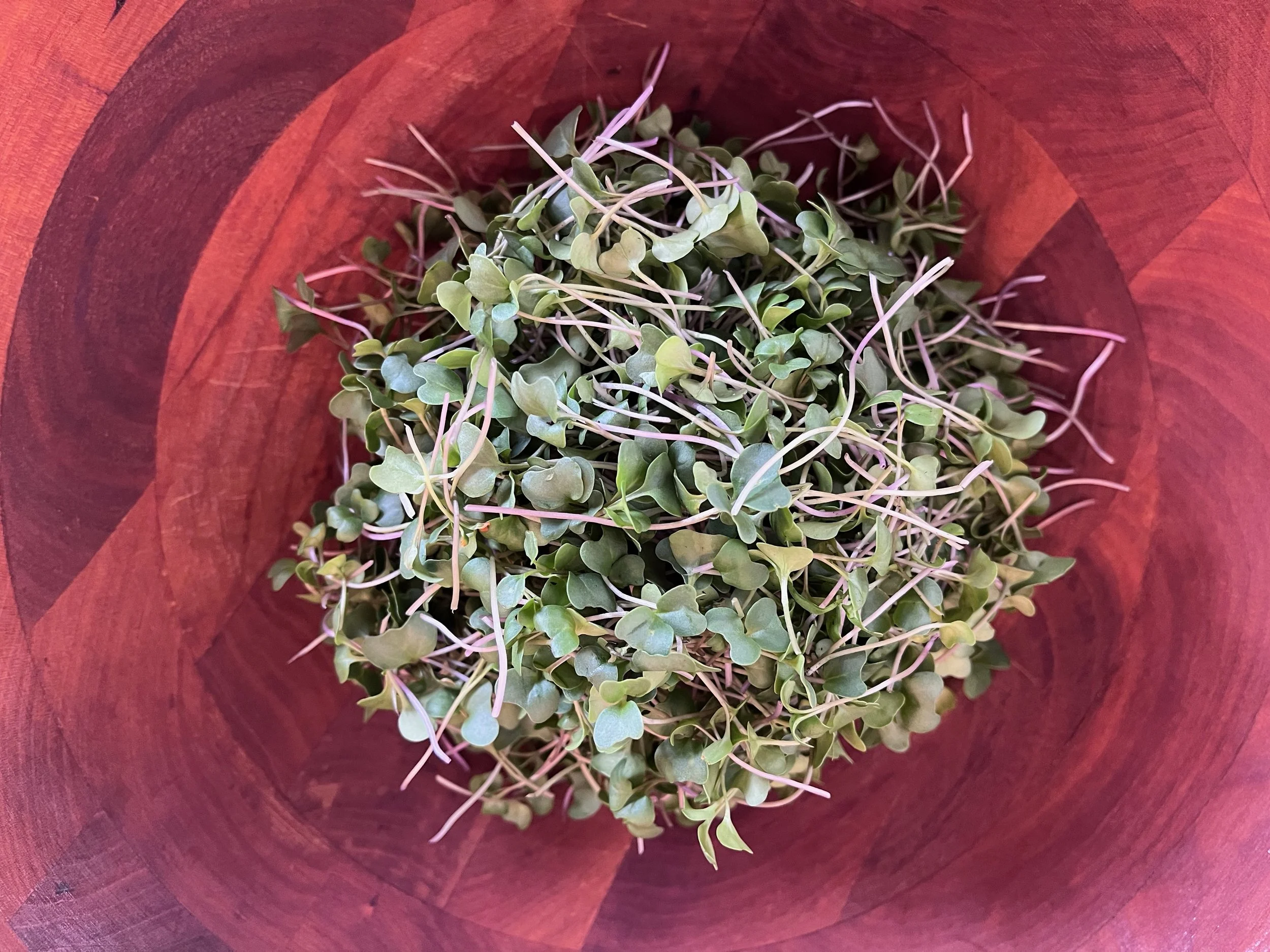 Micro Broccoli.jpeg