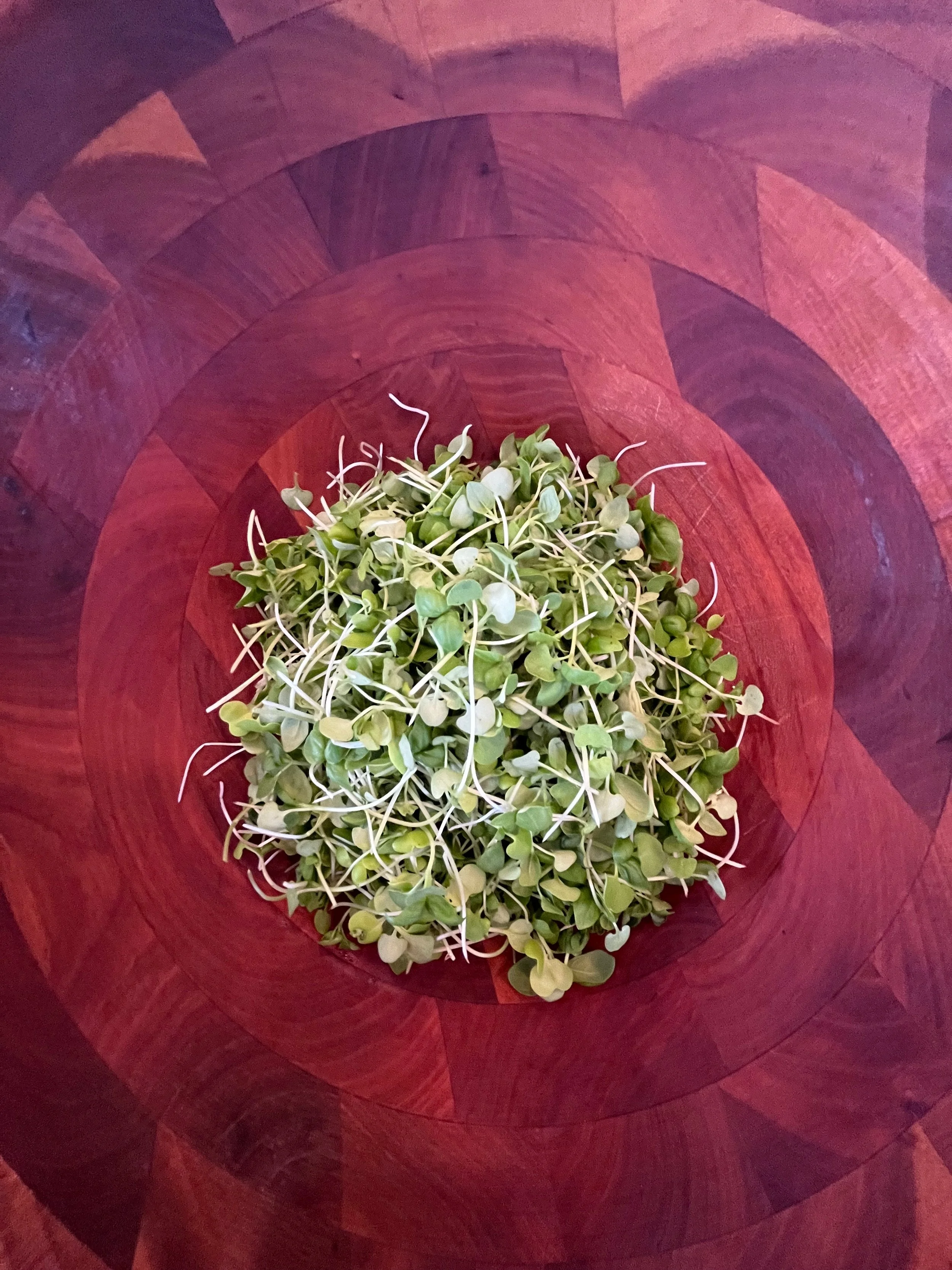 Genovese Basil