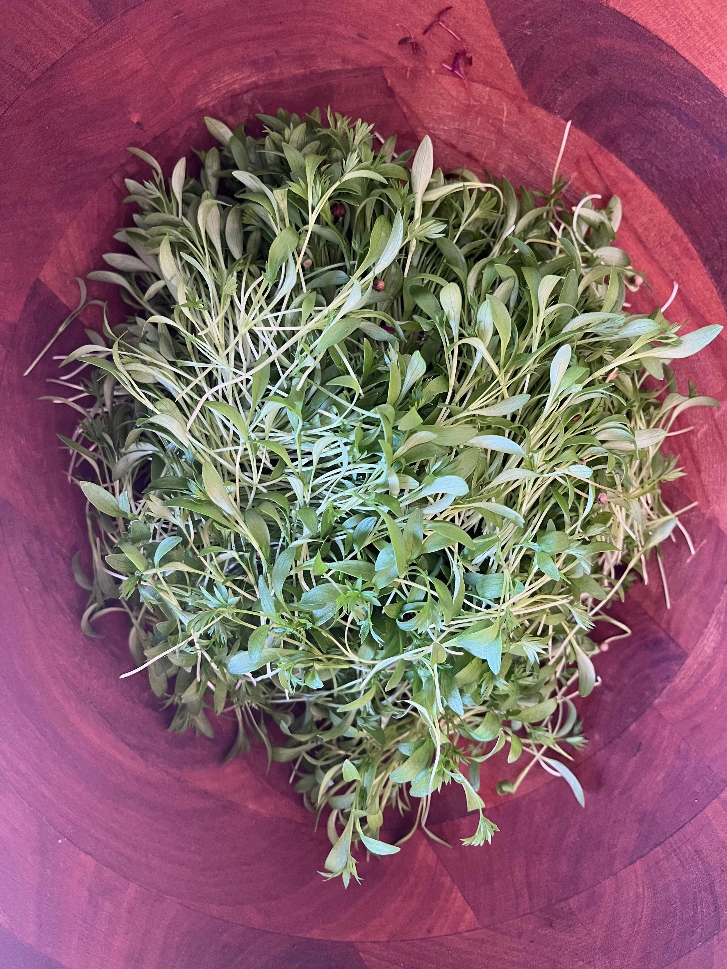 Confetti Cilantro