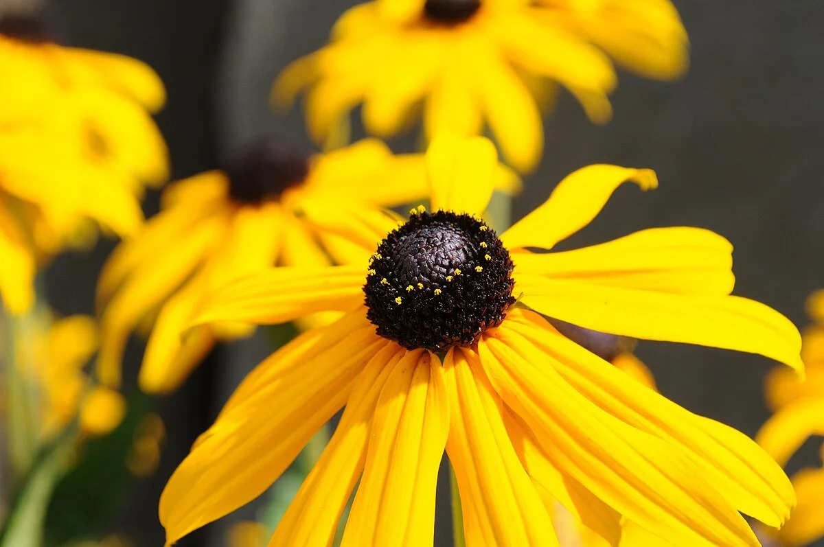 Black-Eyed Susan (Rudbeckia Hirta) 3" pot