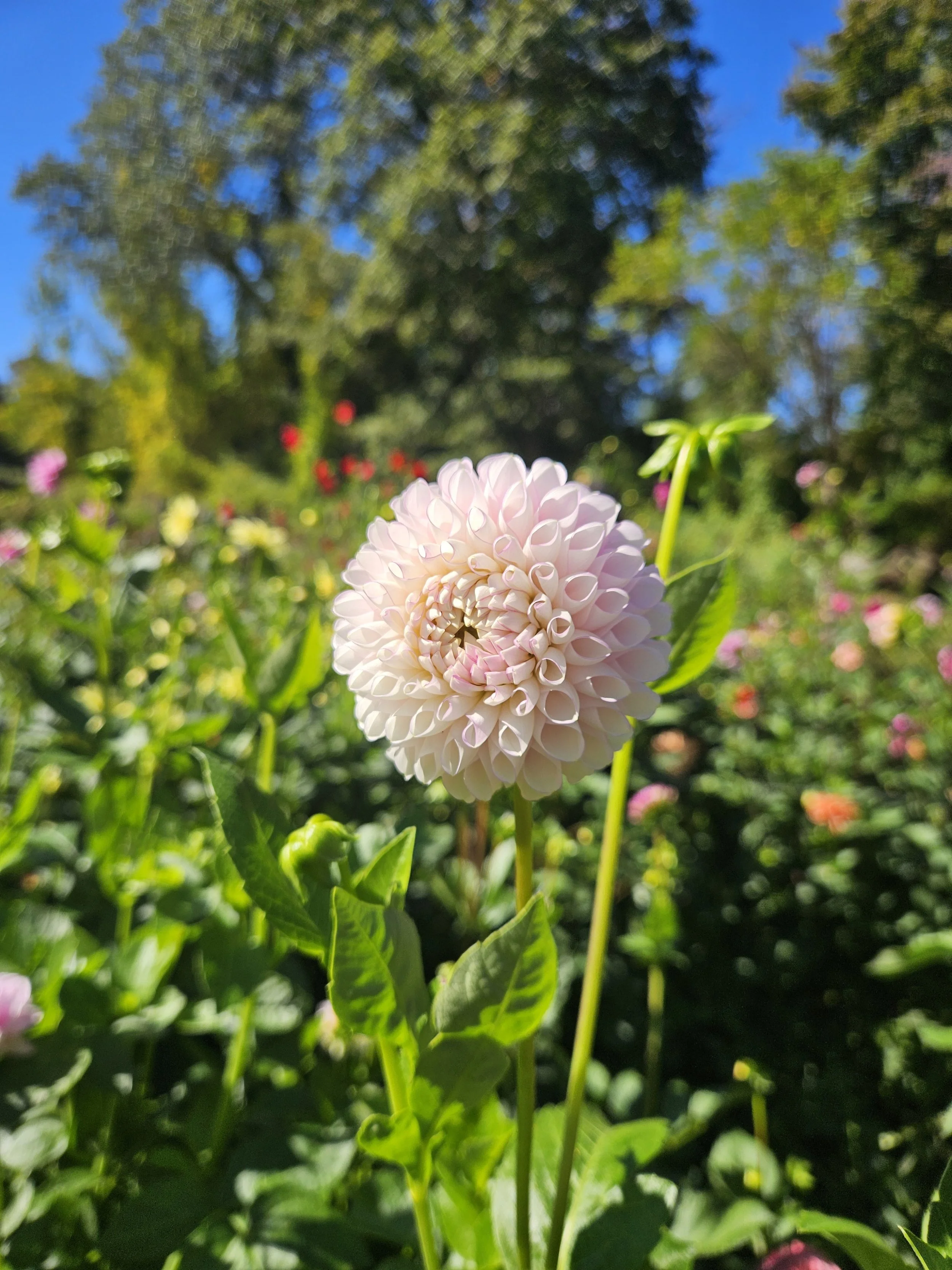 Snoho Sonia Dahlia Tuber