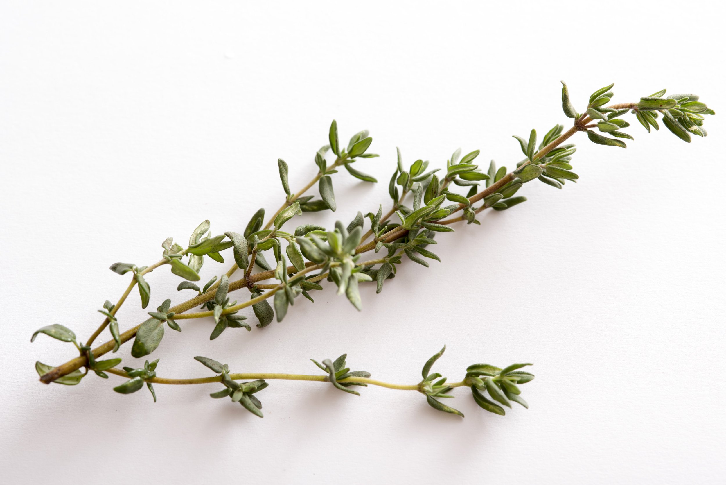 Thyme 3" pot