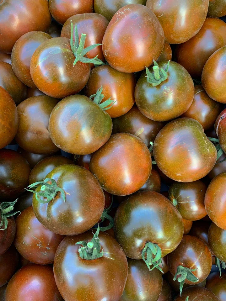 Black Prince Tomato 4" pot