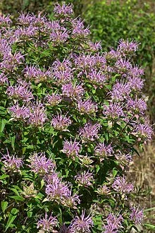 220px-Monarda_fistulosa_Arkansas-1488582290.jpg