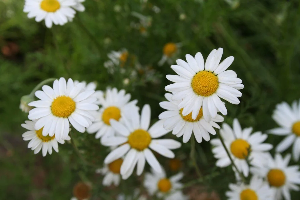 chamomile.jpg