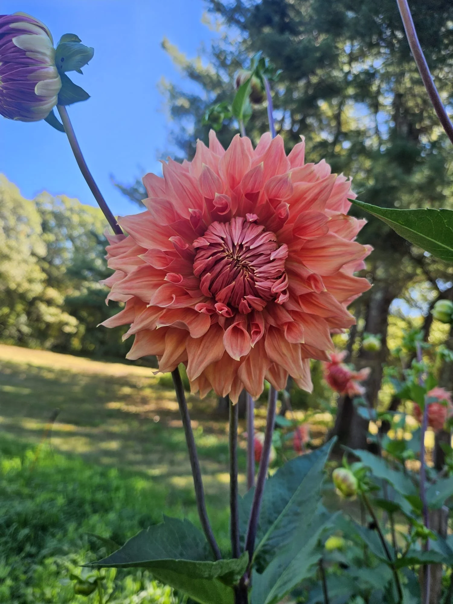A Labrynth dahlia, large and ruffled flower with many peachy pink petals.