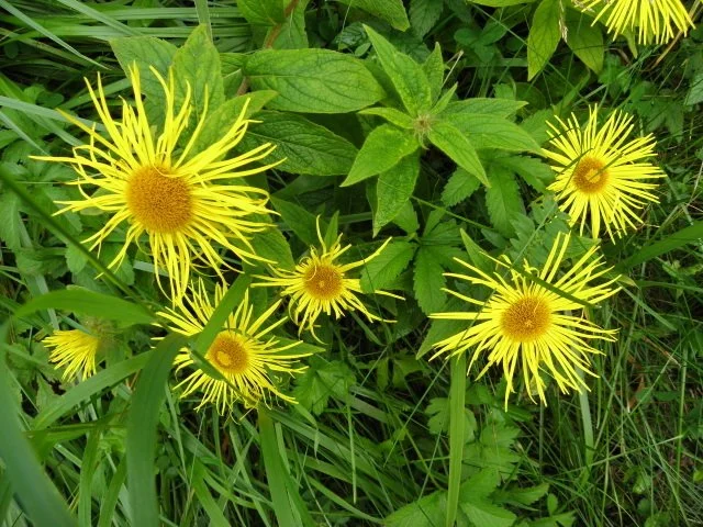 Elecampagne 3" pot