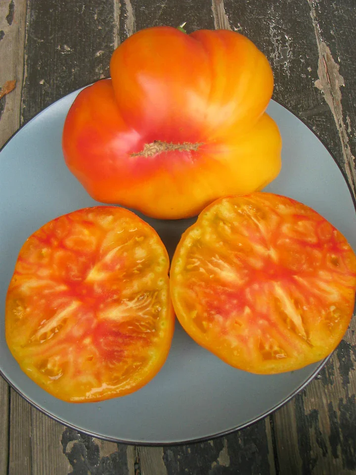 Gold Medal Tomato 4" pot