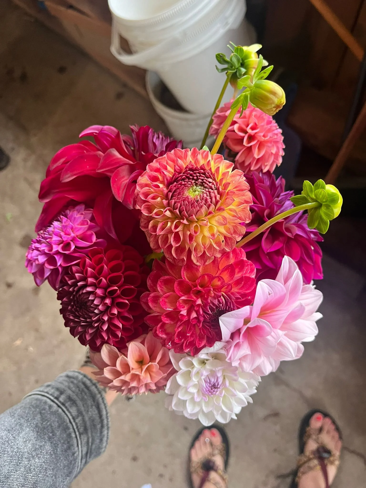 Dahlia CSA Share (4 weeks)