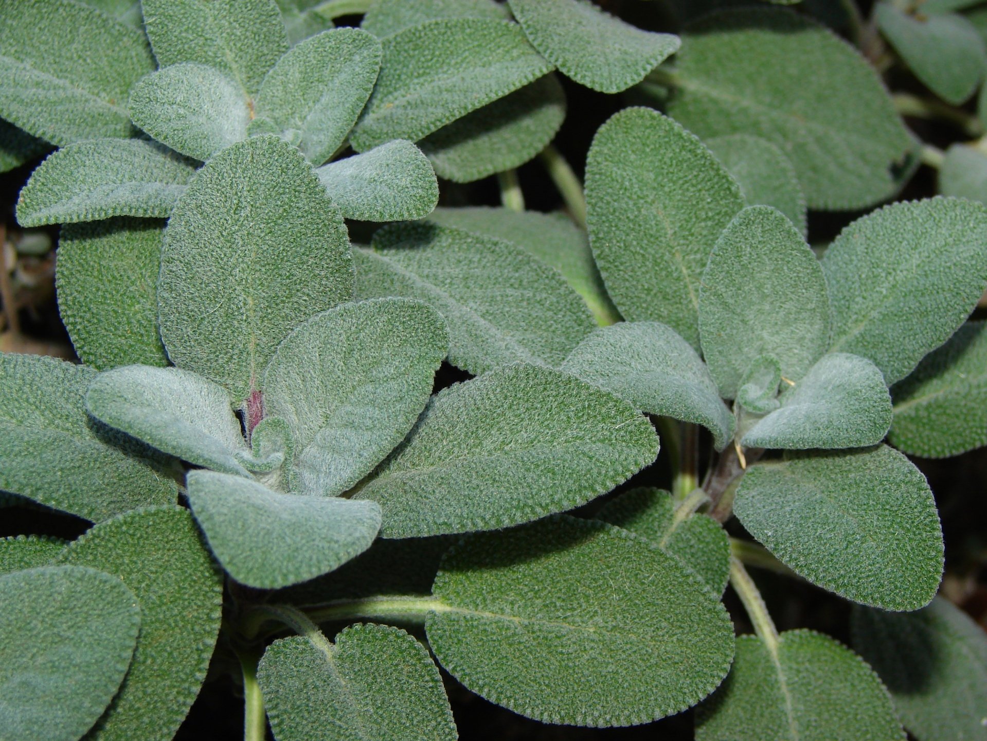 Sage 3" pot