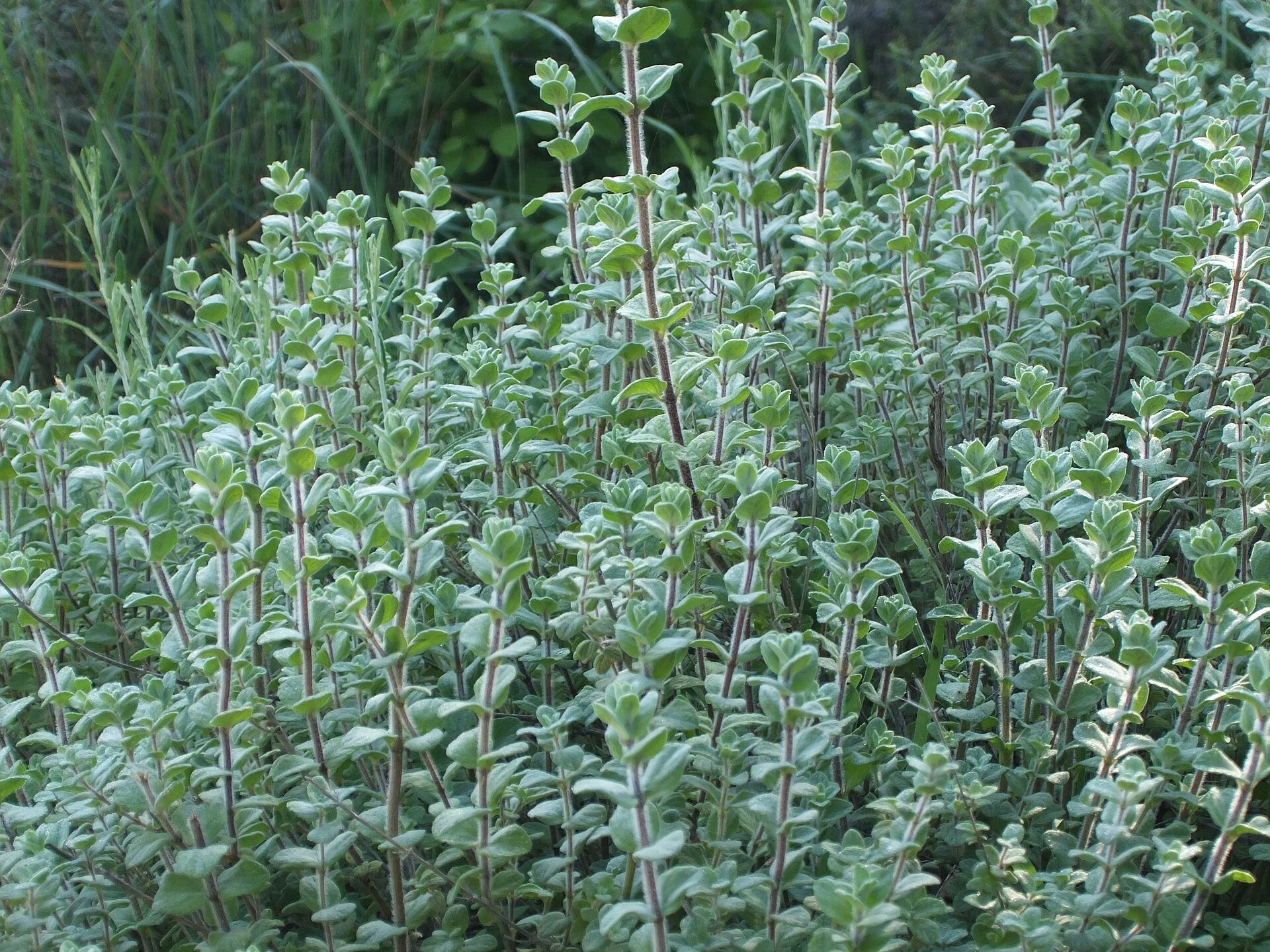 Zaatar 3" pot
