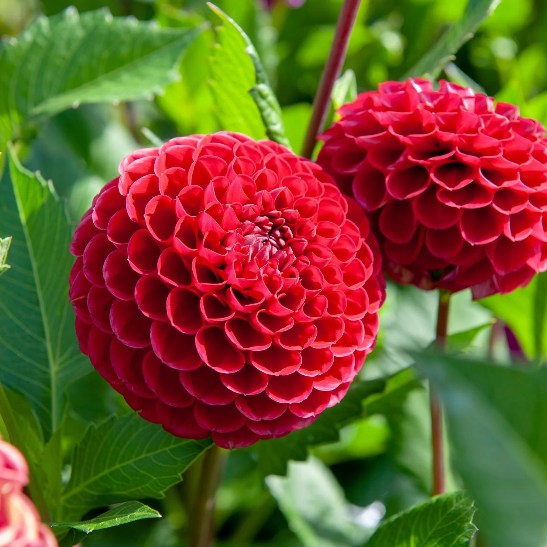 Cornel Red Dahlia Tuber