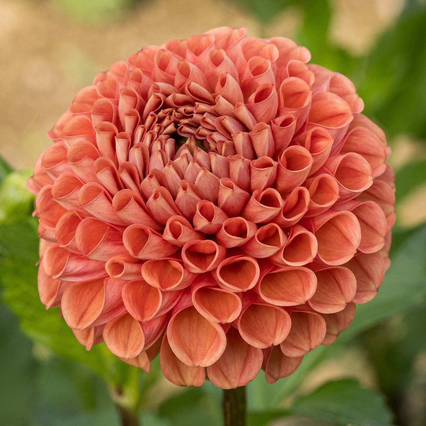 Cornel Bronze Dahlia Tuber
