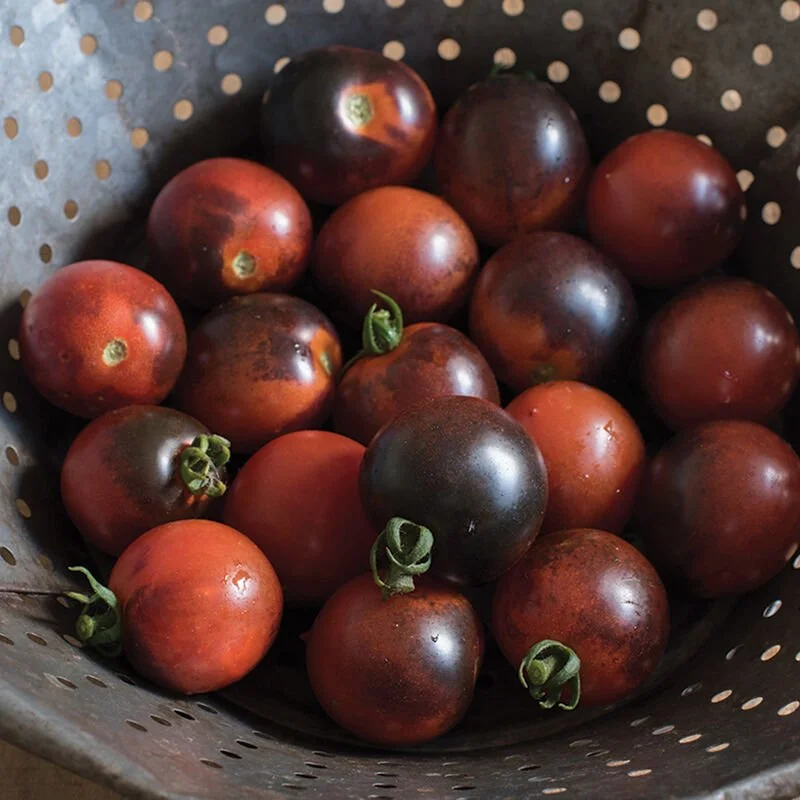 Indigo Cherry Drops Tomato 4" pot