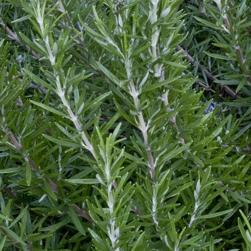 Rosemary 3" pot