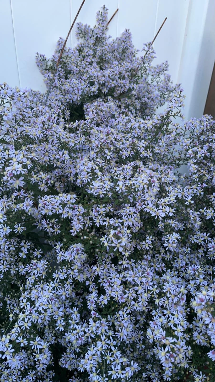 Heart-leaved aster