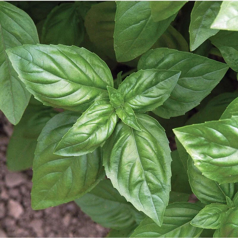 Basil 3” pot