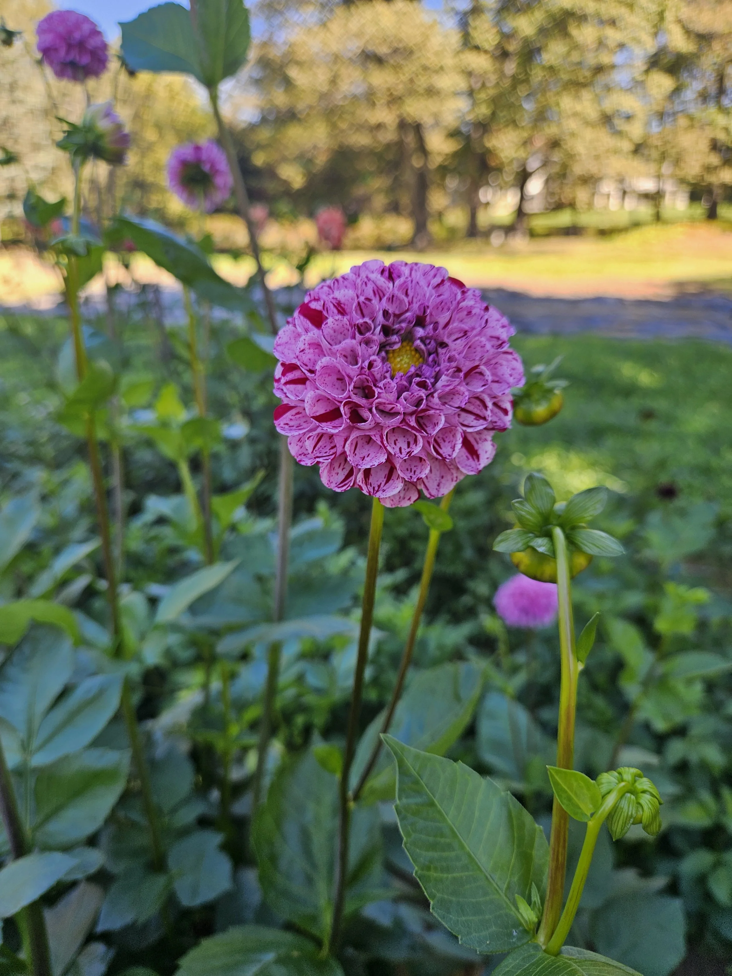 Snoho Les Dahlia Tuber