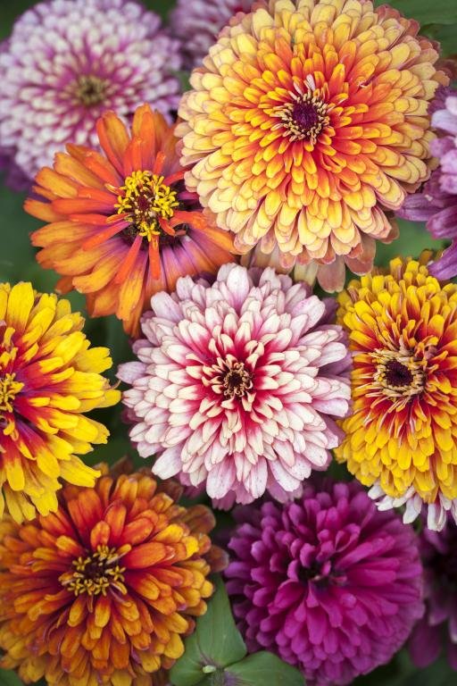 Whirlygig zinnia mix (6-pack)