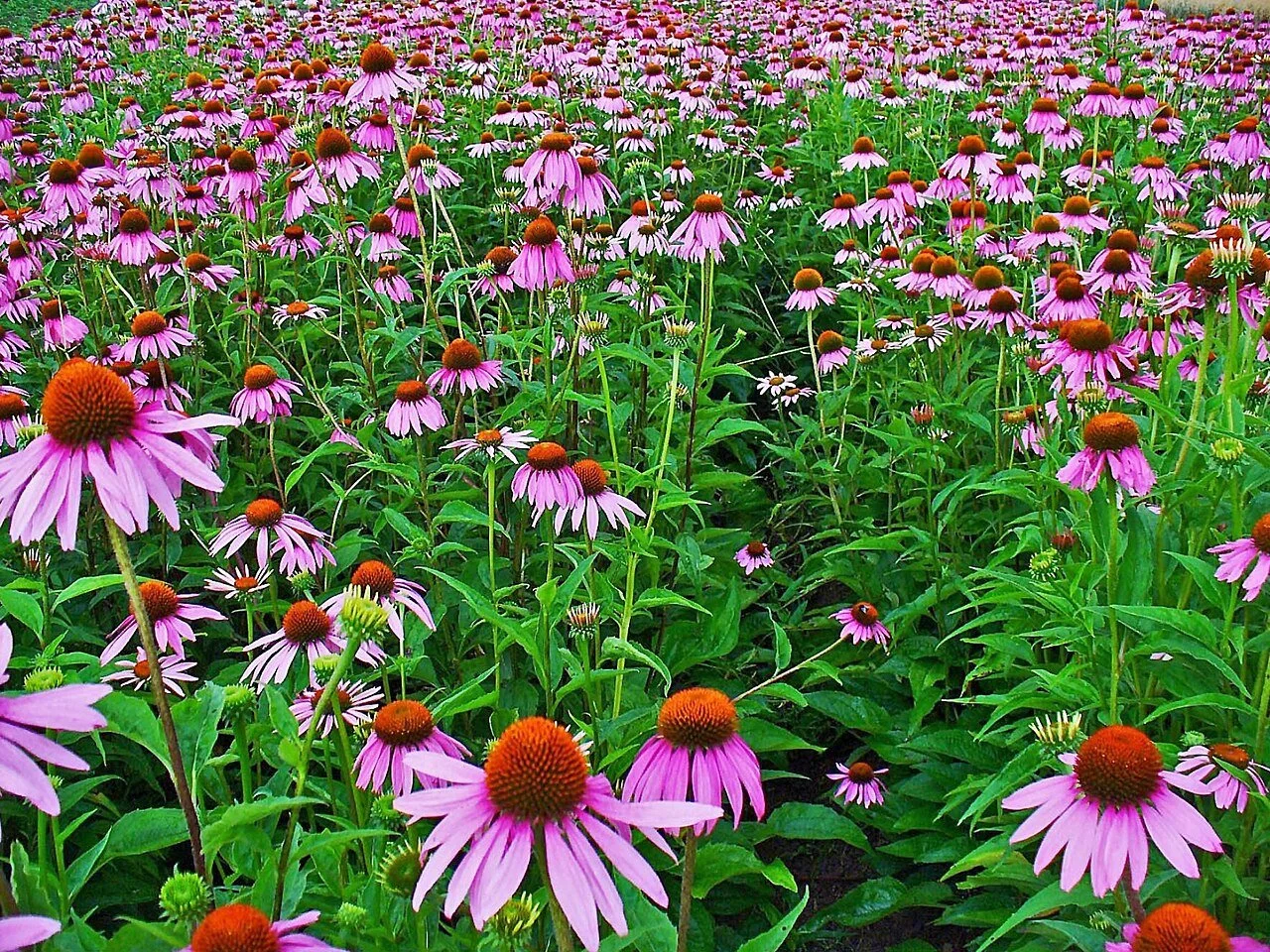 Echinacea (Purple Coneflower) 4" pot