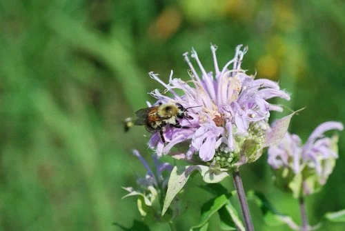 Wild bergamot (Monarda fistulosa) 3" pot