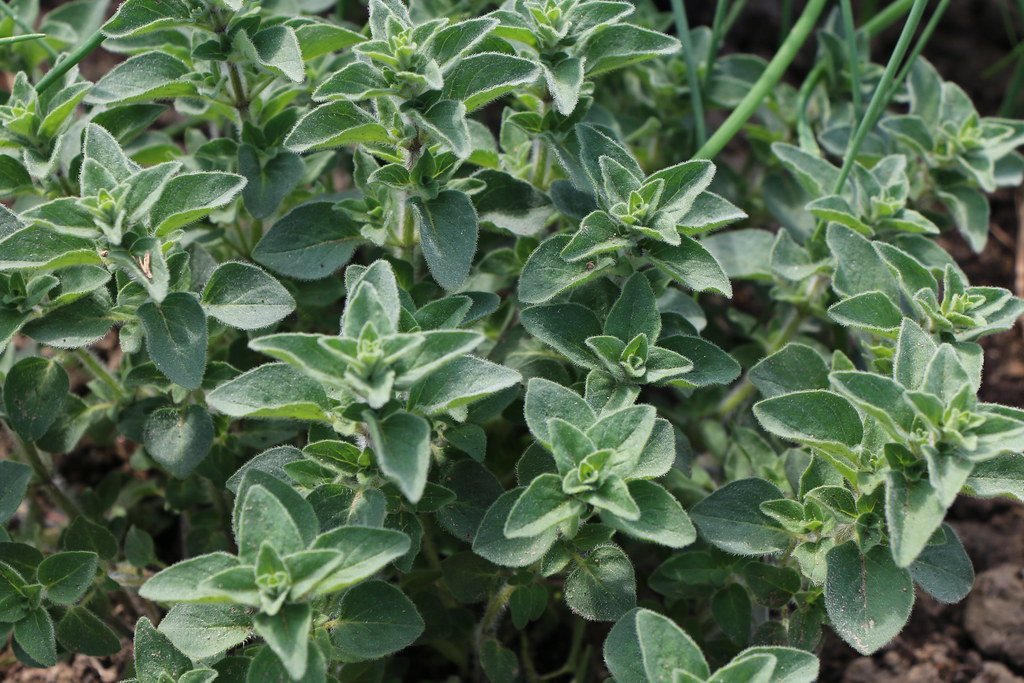 Greek oregano 4" pot