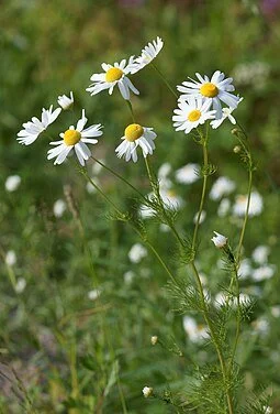 chamomile2.jpg
