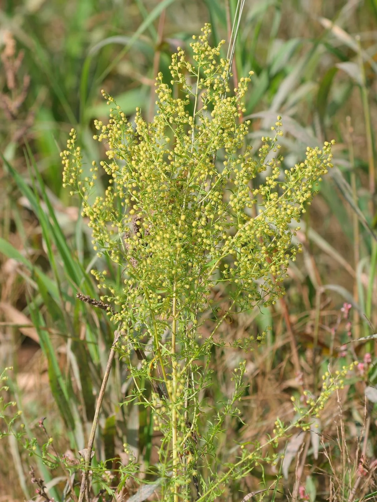 Sweet Annie (Artemisia annua) 3" pot