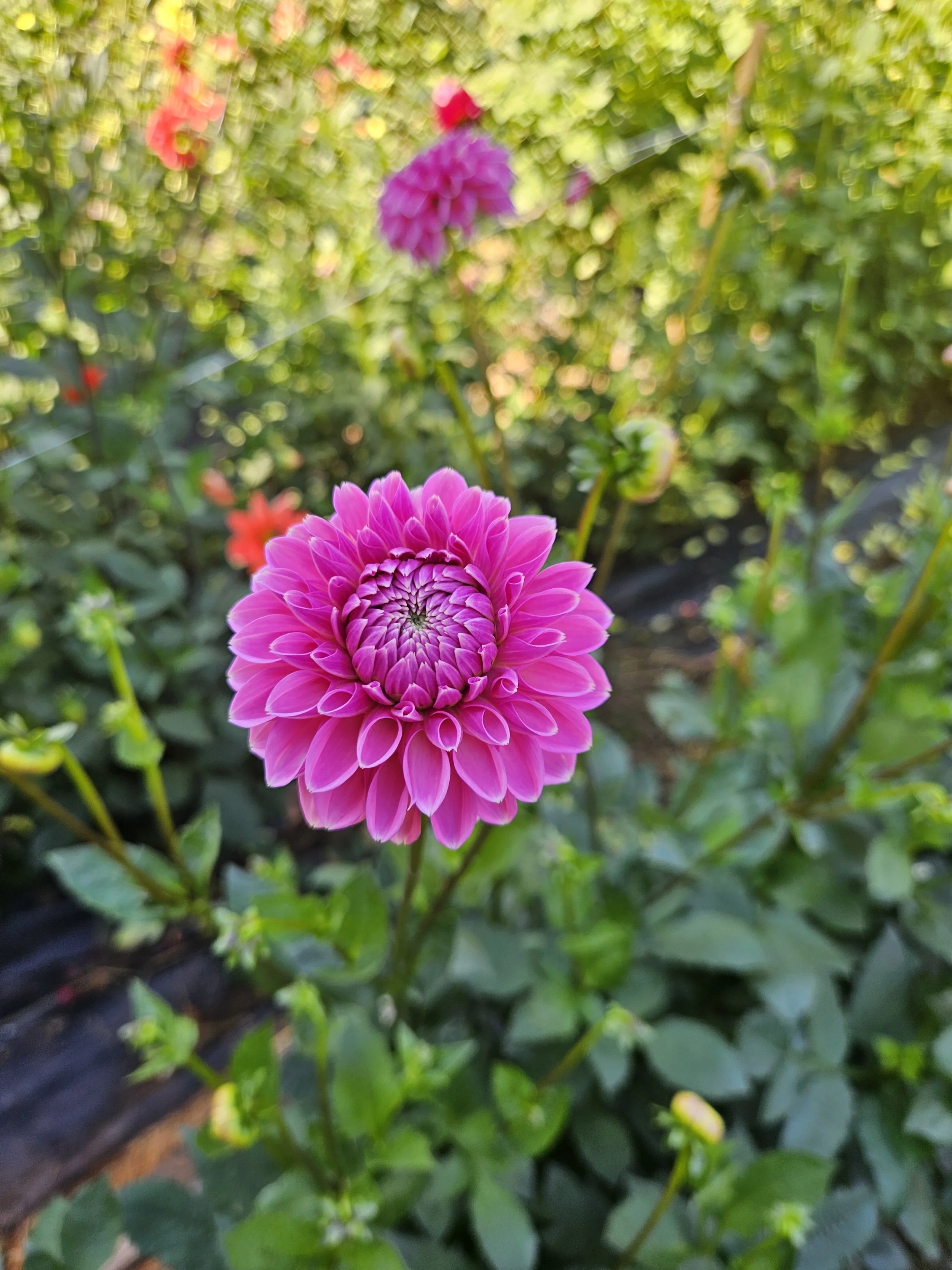 Pink Sylvia Dahlia Tuber