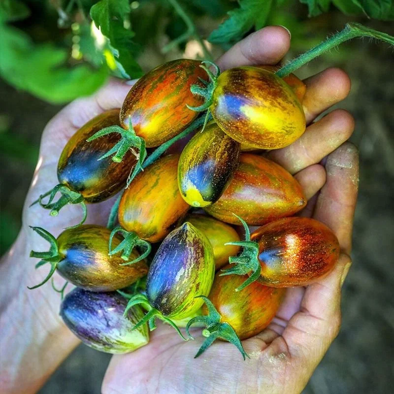 Brad's Atomic Grape Tomato 4" pot