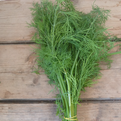 Dill 3" pot