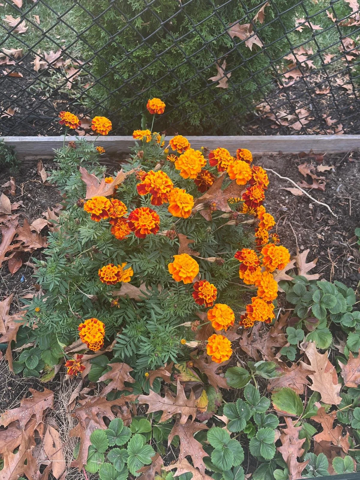 marigolds.1.jpeg