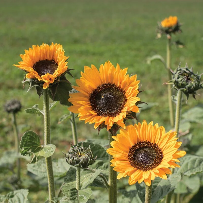 Sunflowers 4 pack