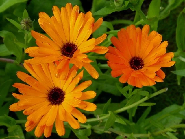 calendula.jpg