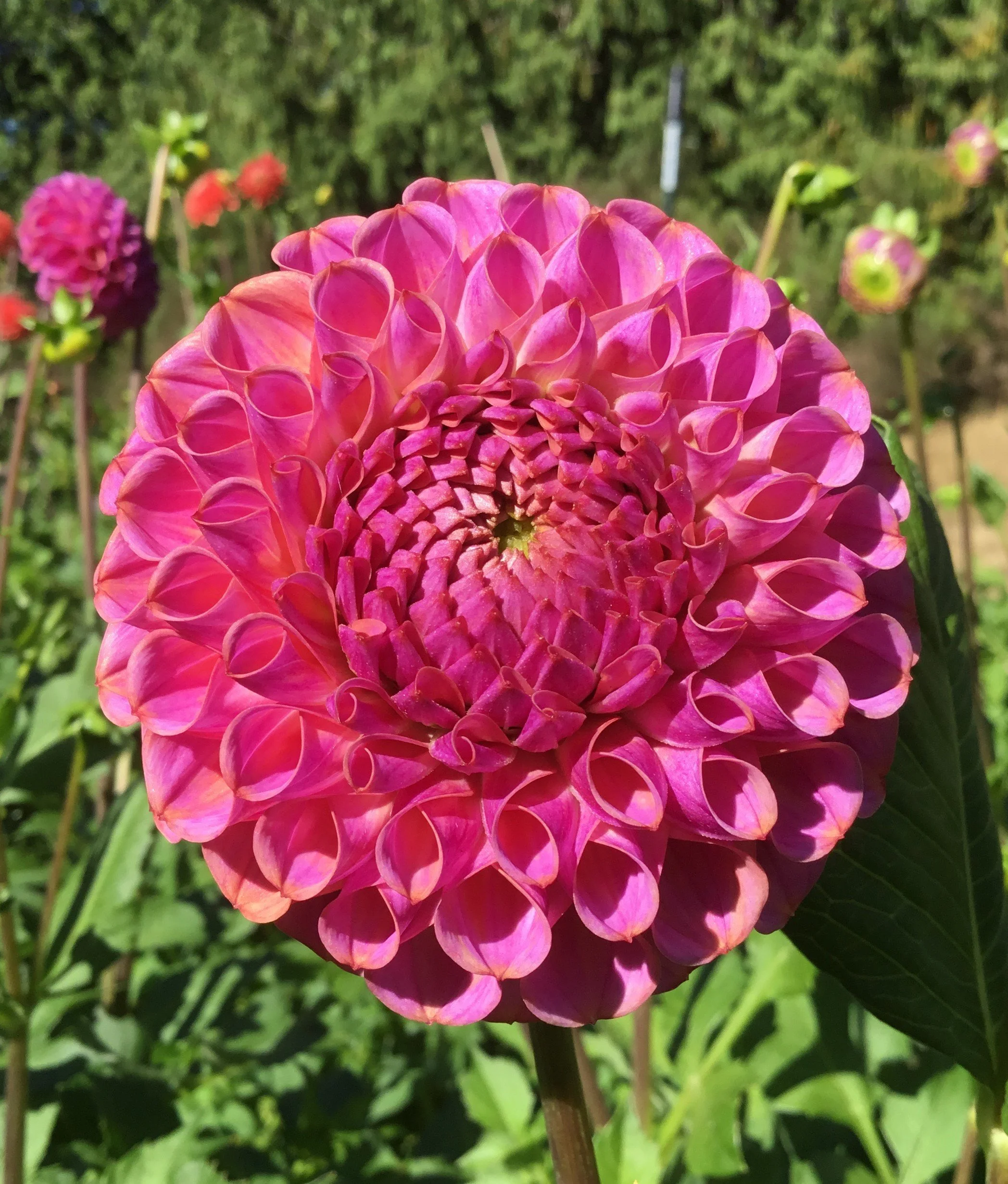 Caitlin's Joy Dahlia Tuber