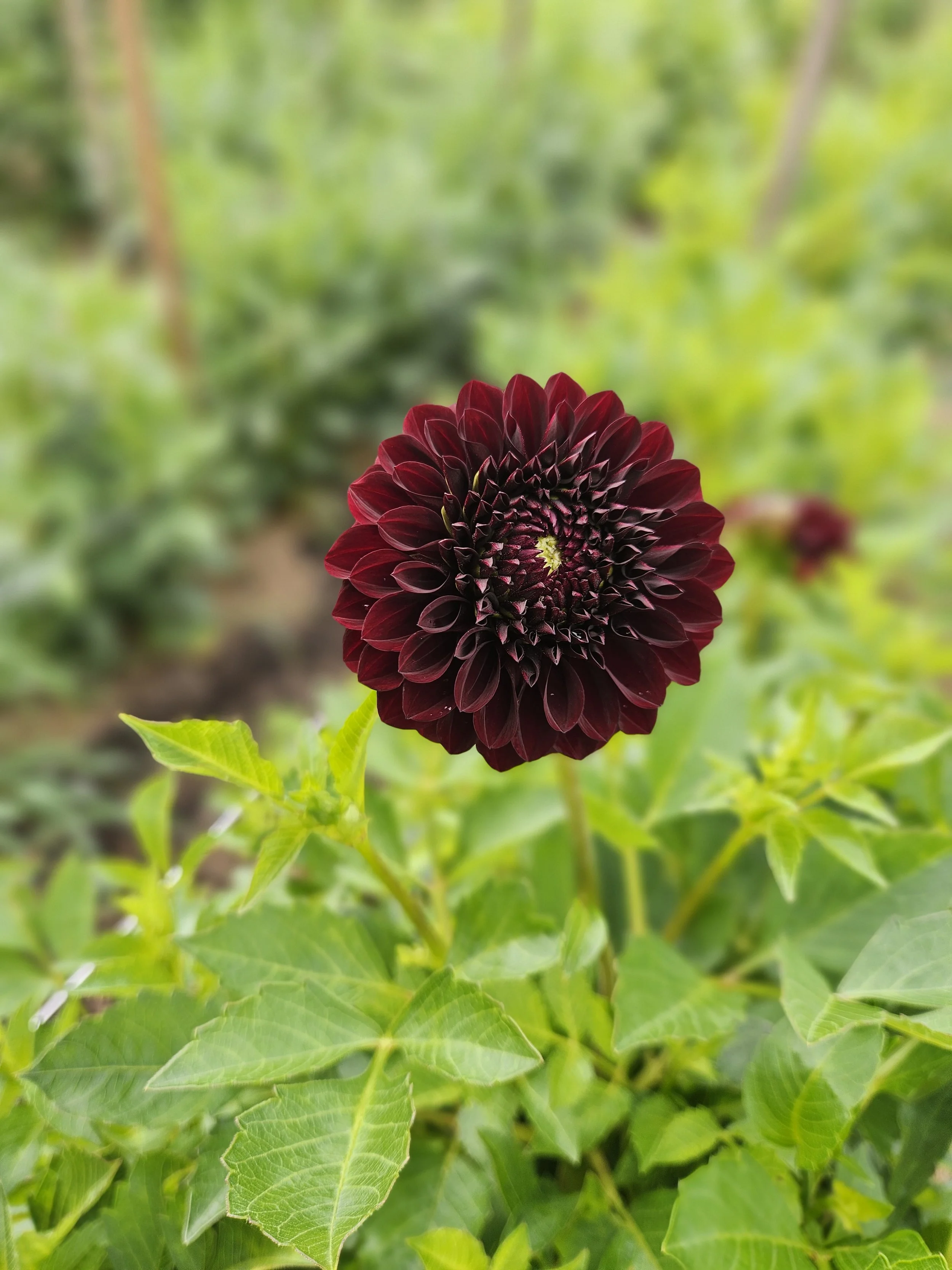 Black Satin Dahlia Tuber