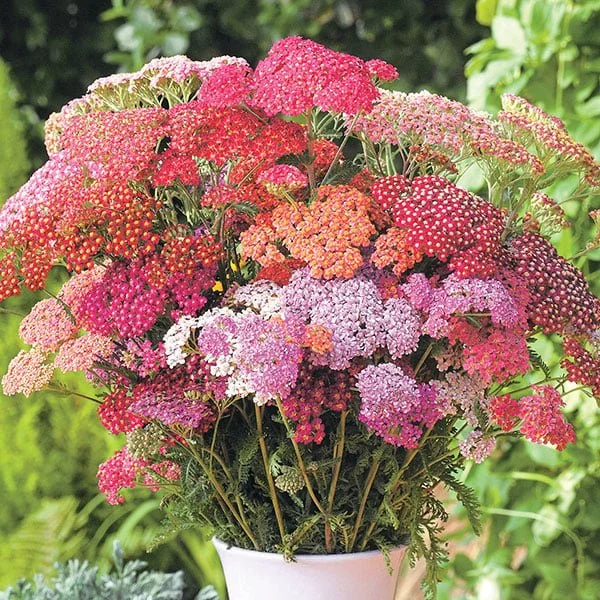 Yarrow (flowerburst red) 3" pot