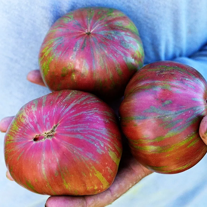 Pink Berkeley's Tie-Dye Tomato 4