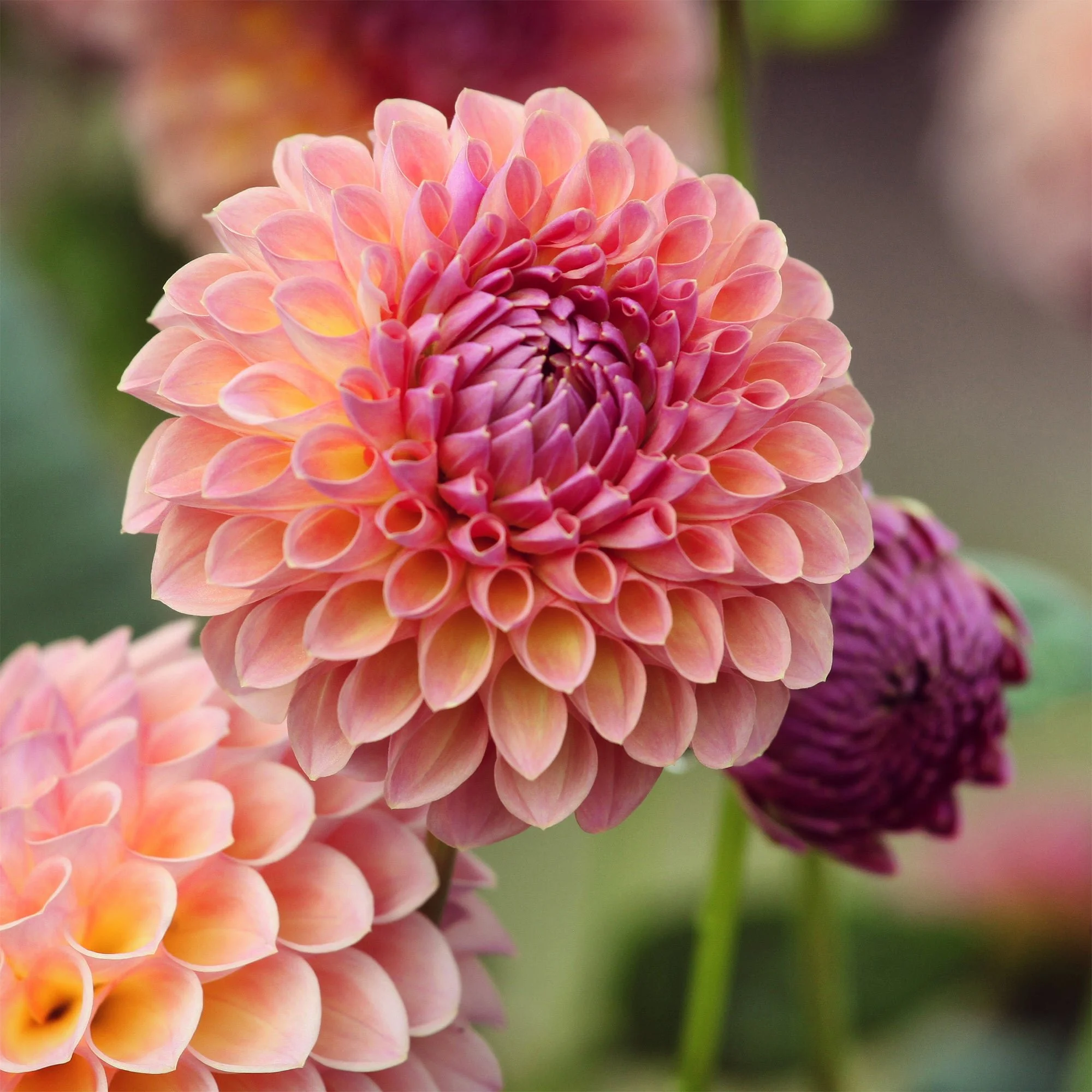 Jowey Winnie Dahlia Tuber