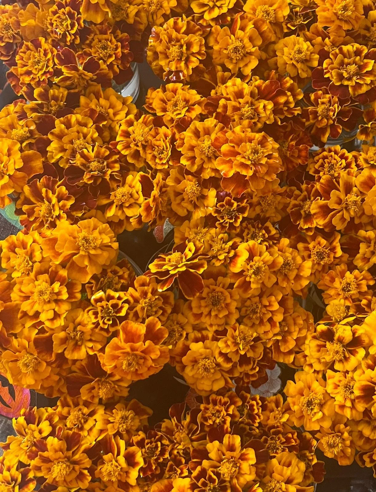 Marigold 4 pack