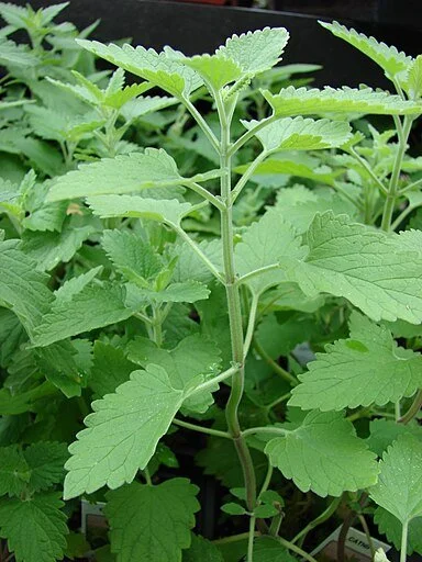Catnip 3" pot