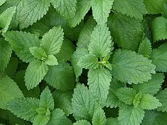 Lemon balm 4" pot