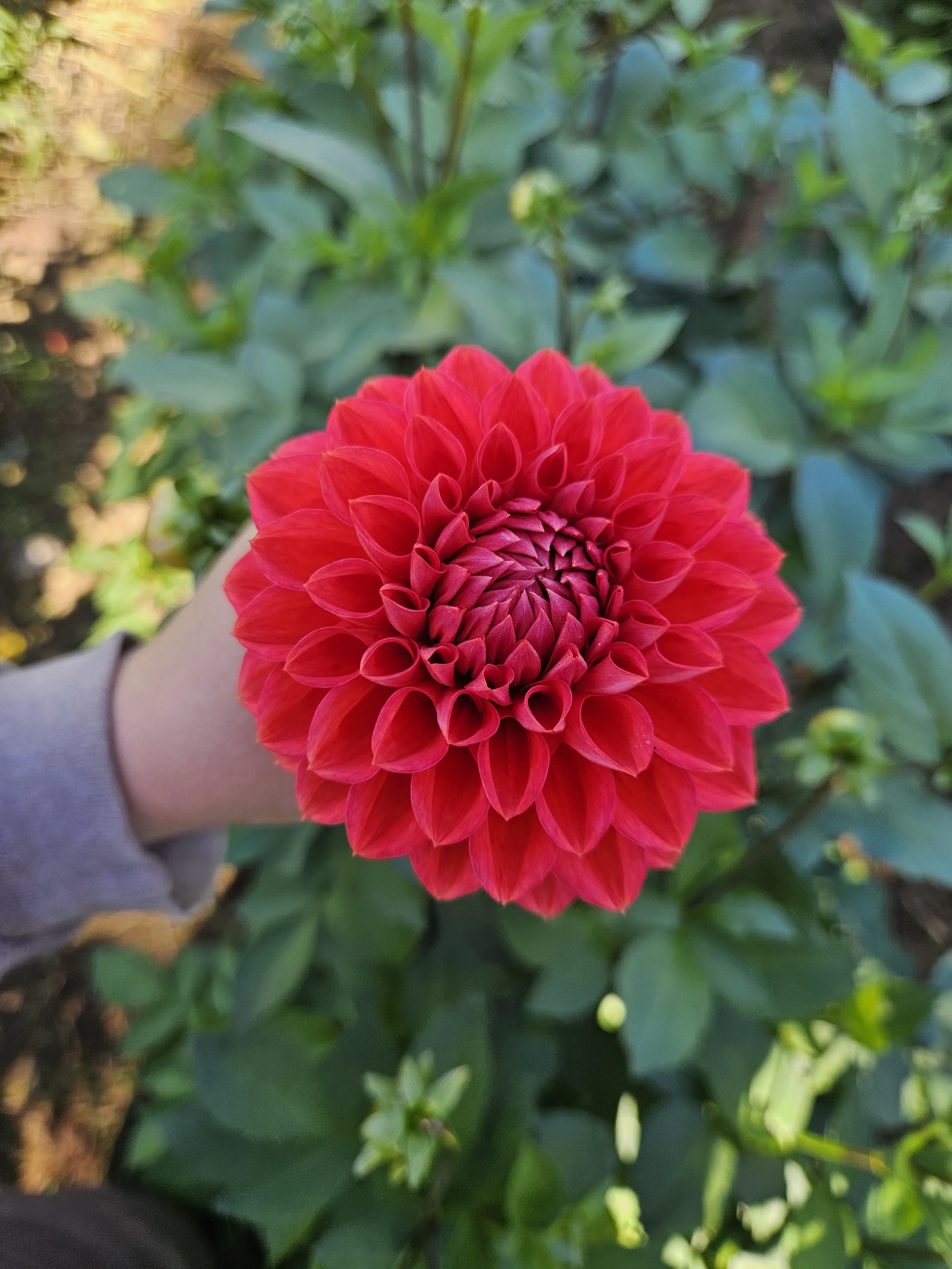 Intrigue Dahlia Tuber