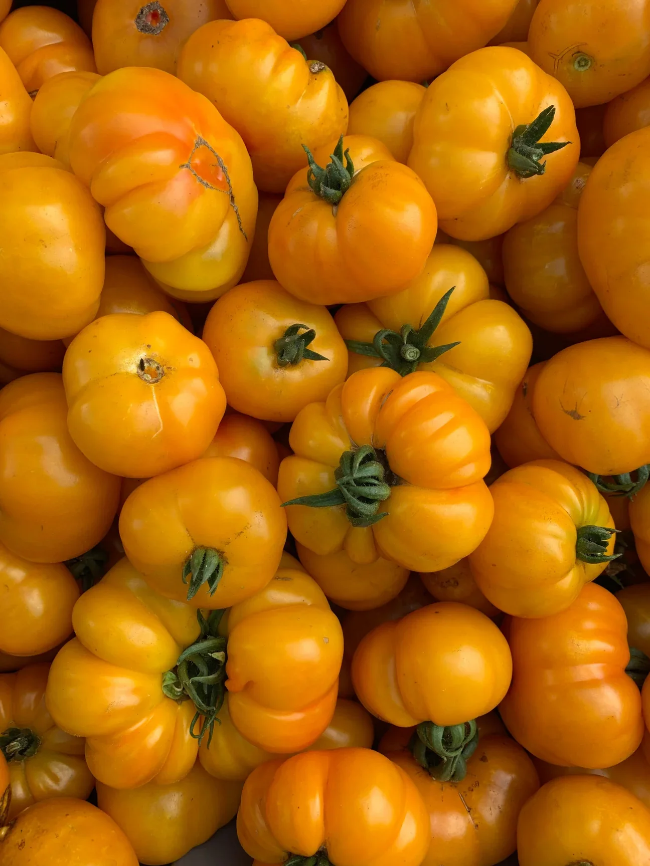Afghan Tomato 4" pot