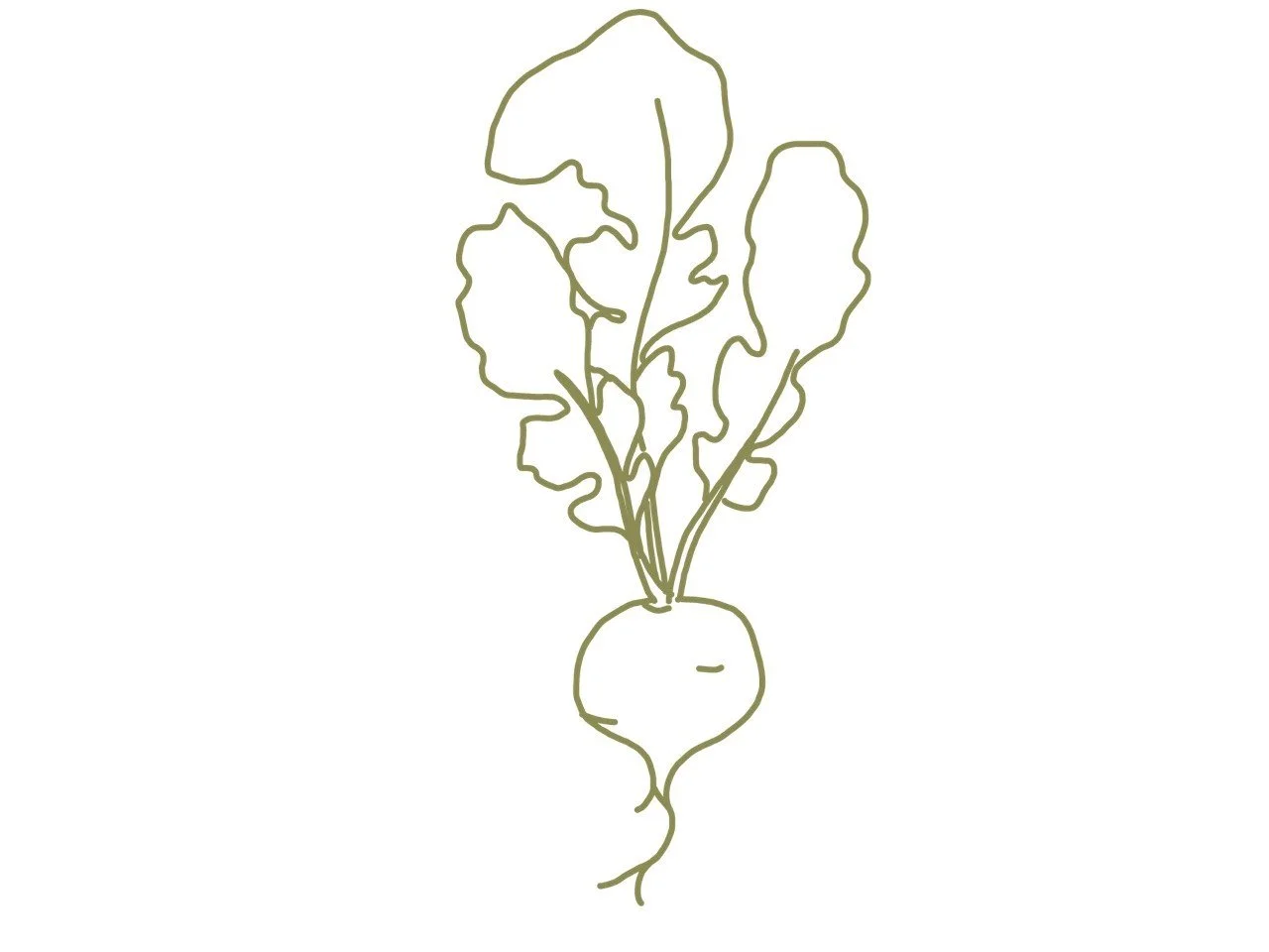 Line drawing of a turnip with leafy greens growing from it.