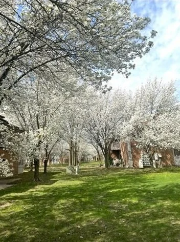 Flowering Trees at Bradford Square Courtyard
